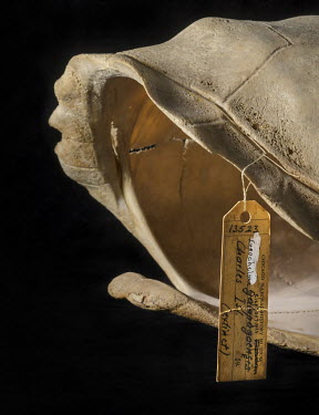 Floreana Giant Tortoise (Chelonoidis niger). Conservation status: extinct.  Field Museum of Natural History, Chicago.