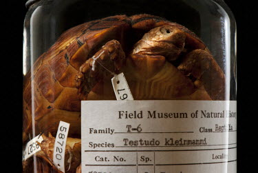 Testudo kleinmanni, Egyption Tortoise, FMNH no. 82667. Conservation status: critically endangered.  Field Museum of Natural History, Chicago.