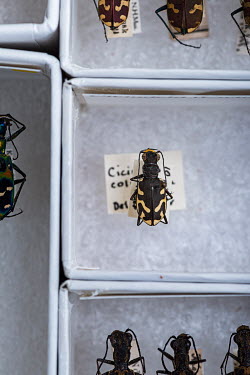 Columbia River Tiger Beetle (Cicindela columbica), FMNH 900158?. Conservation status: endangered.  Field Museum of Natural History, Chicago.