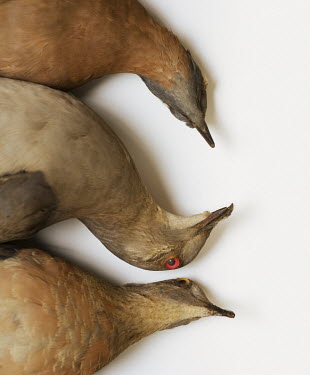 Passenger Pigeon (Ectopistes migratorius). Field Museum of Natural History, Chicago. Conservation status: extinct