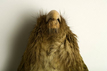 Owl parrot / Kakapo (Strigops habroptilus). Field Museum of Natural History, Chicago. Conservation status: critically endangered. The kakapo is the only flightless parrot in the world. It is also the...