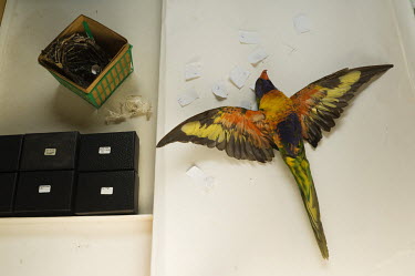 A workspace in the Birds Division of the Field Museum of Natural History in Chicago. Clockwise from upper left: a bird nest, bird skeleton, unidentified parrot and specimen storage boxes. <br><br>...