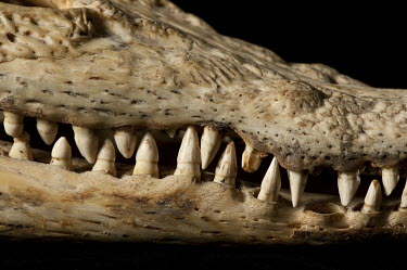 Philippine Crocodile (Crocodilus mindorensis), FMNH catalogue no. 19891. Field Museum of Natural History, Chicago. Conservation status: critically endangered. Crocodilus mindorensis is the most enadan...