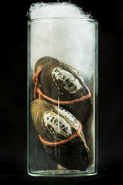 Yellow Blossom Pearly Mussel (Epioblasma florentina), Field Museum of Natural History, Chicago. No. 68453. Conservation status: extinct. <br><br>  Epioblasma is the fourth largest genus of North Ameri...