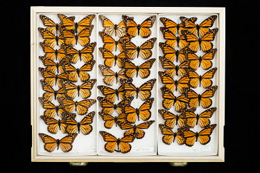 Monarch (Danaus plexippus).  Field Museum of Natural History, Chicago.