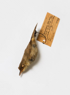 Millerbird (Acrocephalus familiaris), FMNH 479. Conservation status: critically endangered.  Field Museum of Natural History, Chicago.