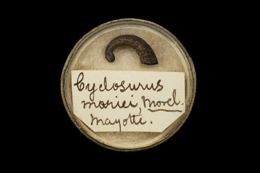 Cyclosurus mariei, a land snail, FMNH. Conservation status: extinct. Field Museum of Natural History, Chicago.