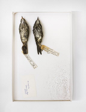Dusky Seaside Sparrow (Ammodramus maritimus nigrescens) (top)Cape Sable Seaside Sparrow (Ammodramus maritimus mirabilis). Field Museum of Natural History, Chicago. Dusky Seaside Sparrow conservation s...