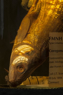 Deepwater cisco (Coregonus johannae), FMNH no. 2088. Conservation status: extinct. Field Museum of Natural History, Chicago.