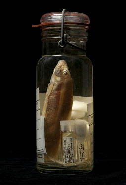 Harelip Sucker (Lagochila lacera). Field Museum of Natural History, Chicago. FMNH no. 1847. Conservation status: extinct. In 2004 this species was renamed Moxostoma lacerum. The last specimen was coll...