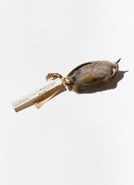 Bush Wren (Xenicus longipes), FMNH 304099. Conservation status: extinct.  Field Museum of Natural History, Chicago.