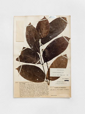 Big-leaf Mahogany (Swietenia macrophylla), FMNH 617684. Conservation status: vulnerable.  Field Museum of Natural History, Chicago.