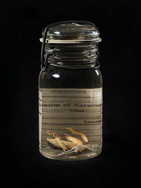 Santa Catarina Leaf Frog (Phrynomedusa appendiculata). A specimen in the collection of the Field Museum of Natural History, Chicago. FMNH catalogue no. 83270. Conservation status: near threatened.