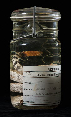 Santa Catalina Rattlesnake (Crotalus catalinensis). Field Museum of Natural History, Chicago. FMNH catalogue no. 1169. Conservation status: critically endangered. It is found only on Santa Catalina Is...