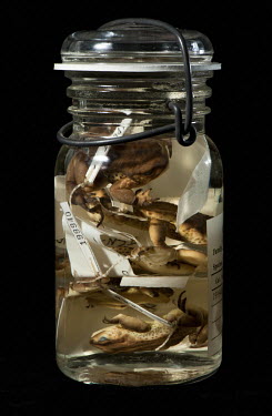 Black Andean Toad (Atelopus ignescens), FMNH catalogue no. 199941. Field Museum of Natural History, Chicago. Conservation status: extinct. Not recorded since 1988, extensive searches over the last fif...
