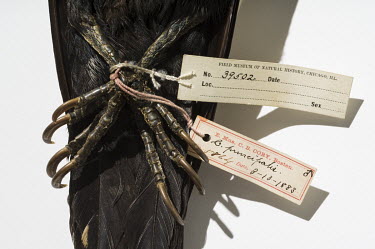 Ivory-billed Woodpecker (Campephilus principalis)., FMNH 39502. Conservation status: extinct.  Field Museum of Natural History, Chicago.