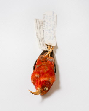'I'iwi or the Scarlet Hawaiian Honeycreeper (Vestiaria coccinea), FMNH 308798. Conservation status: vulnerable.  Field Museum of Natural History, Chicago.