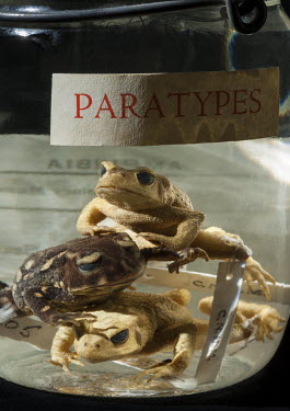 Golden Toad (Bufo periglenes), FMNH nos. 167967-69, paratypes. Conservation status: extinct (Bufo periglenes), FMNH nos. 167967-69, paratypes. Conservation status: extinct. Field Museum of Natural His...