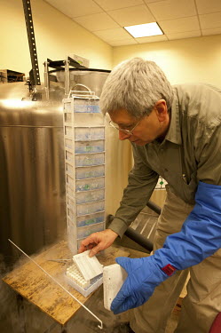 Alan Resetar, Collection Manager of the Division of Amphibians and Reptiles at the Field Museum of Natural History, Chicago, taking tissue specimens from a cryogenic storage facility that is cooled wi...