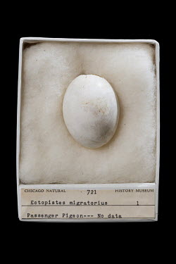 A Passenger Pigeon (Ectopistes migratorius) egg at the Field Museum of Natural History, Chicago. Conservation status: extinct. On 14 September 1914, the last Passenger Pigeon died in a cage in Cincinn...