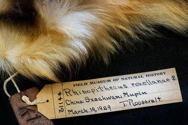 Golden Snub-nosed Monkey (Rhinopithecus roxellana), FMNH 31144. Conservation status: endangered. Specimen collected by Teddy Roosavelt.  Field Museum of Natural History, Chicago.