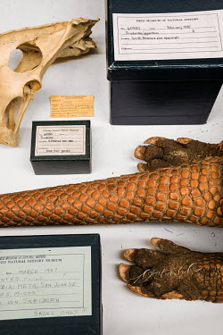 Giant Armadillo (Priodontes giganteus), FMNH 60450. Conservation status: vulnerable.  Field Museum of Natural History, Chicago.