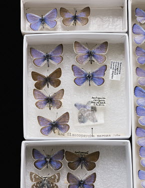 Xerces Blue (Glaucopsyche xerces), FMNH 474. Conservation status: extinct. Field Museum of Natural History, Chicago.