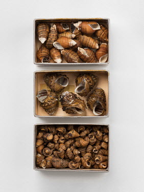 Elimia laete (formerly Goniobasis laete), FMNH 34196 (left); Tulotoma Snail (Tulotoma magnifica), FMNH 79380 (middle); Gyrotoma pyramidatum, FMNH 56196 (right).  Field Museum of Natural History, Chica...