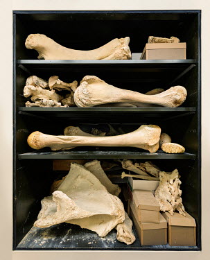 Asian Elephant specimens in cabinet (Elephas maximus), FMNH 60601. Conservation status: endangered.  Field Museum of Natural History, Chicago.