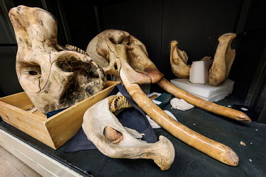 Asian Elephant specimens in cabinet (Elephas maximus).  Field Museum of Natural History, Chicago.