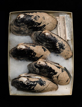Spengler's Freshwater Mussel (Margaritifera auriculario), FMNH 143001. Conservation status: critically endangered.  Field Museum of Natural History, Chicago.