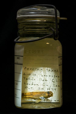 Snail Darter (Percina tanasi), FMNH no. 94489.  Field Museum of Natural History, Chicago.