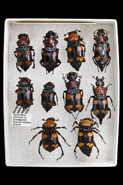 American Burying Beetle (Nicrophorus americans), FMNH INS-76245. Conservation status: critically endangered.  Field Museum of Natural History, Chicago.