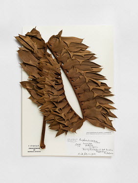 Albany Cycad (Encephalartos latifrons), FMNH 1169527. Conservation status: critically endangered.  Field Museum of Natural History, Chicago.