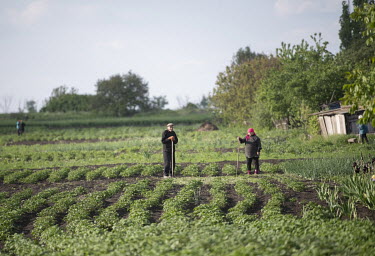 Villagers tend their vegetable plots on the Ukrainian front lines facing the Russian held town of Izium.