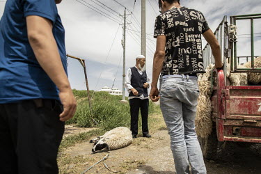 People prepare to buy and slaughter sheep outside a restaurant at a tourist stop.