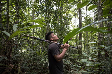 A man hunting in the forest. Hunting is common: two species of wild boar (wanta, watusa), different kinds of birds. More rarely: the tapir, which is in danger of extinction, some monkeys, the armadill...