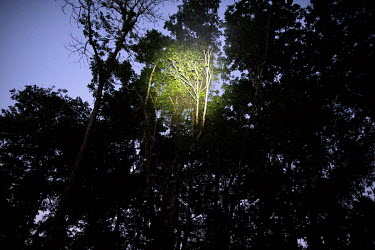 A part of the forest canopy illuminated by a strong artificial light.