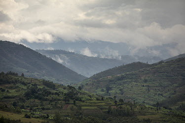 Sholi cooperative (meaning 'mutual assistance') consists of 334 coffee farmers, who grow coffee beans in the hills at an altitude between 1800 and 2000 metres. The organisation was awarded the Fair Tr...