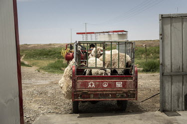 People prepare to buy and slaughter sheep outside a restaurant at a tourist stop.