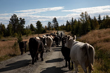 Pupils move cattle from their summer field to their winter field at Hallingdal, a 'Folk High School (Folkehogskole)', located three hours from Oslo, between Oslo and Bergen.