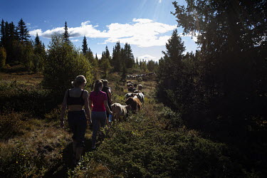 Pupils move cattle from their summer field to their winter field at Hallingdal, a 'Folk High School (Folkehogskole)', located three hours from Oslo, between Oslo and Bergen.