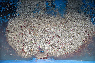 Coffee cherries being washed at the Sholi cooperative (meaning 'mutual assistance') which consists of 334 coffee farmers, who grow coffee beans in the hills at an altitude between 1800 and 2000 metres...