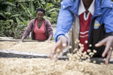 Workers, who earn one Euro a day, turn the coffee beans so that they dry thoroughly and also picking out those that are broken or bad at the Sholi cooperative (meaning 'mutual assistance'). The coop c...