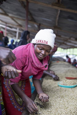 Workers, who earn one Euro a day, turn the coffee beans so that they dry thoroughly and also picking out those that are broken or bad at the Sholi cooperative (meaning 'mutual assistance'). The coop c...