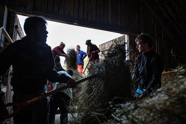 Pupils from the Hvam high school, where there is an emphasis on outdoor activities, collecting hay for cattle.