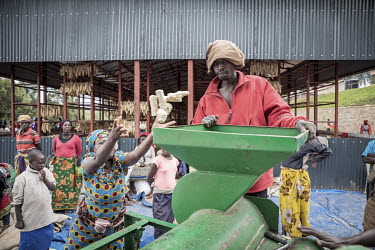 Farmers at work at a central collection point, where harvested maize is dried, tested and mechanically removed from the cob.