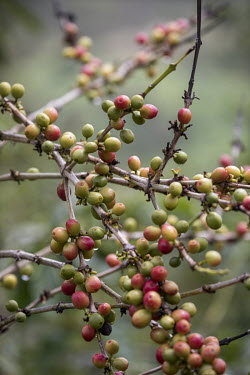 Coffee cherries growing on a farm that is part of the Sholi cooperative (meaning 'mutual assistance'). The coop consists of 334 coffee farmers, who grow coffee beans in the hills at an altitude betwee...