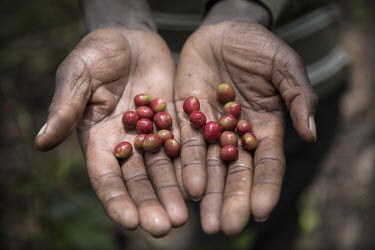 Coffee cherries grown on a farm that is part of the Sholi cooperative (meaning 'mutual assistance'). The coop consists of 334 coffee farmers, who grow coffee beans in the hills at an altitude between...