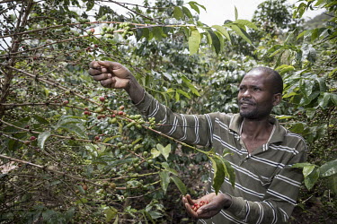 Farmer Joel Twaginuonukigo (41) picking coffee berries (cherries) on their farm that is part of the Sholi cooperative (meaning 'mutual assistance'). The coop consists of 334 coffee farmers, who grow c...